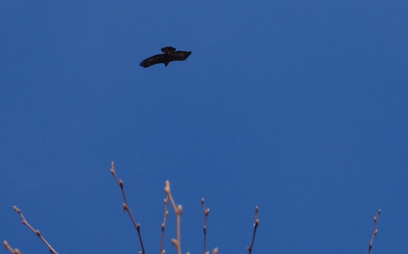 foto brutte 6: Aquila chrysaetos - Accipitridae (Aquila reale)